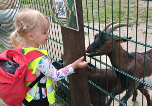 Dzieci karmią kozy