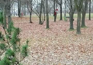 Mikołaj chodzący po drzewach
