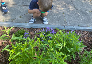 Chłopiec ogląda roslinki