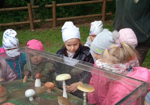 Dzieci oglądają grzyby w gablocie