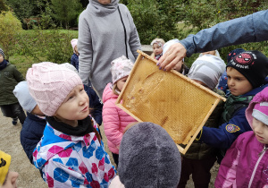 Oglądamy ramkę dla pszczół