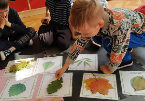 Dzieci identyfikują liście