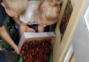 Dzieci wsypują kasztany do pudła