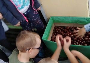 Dzieci wsypują kasztany do pudła