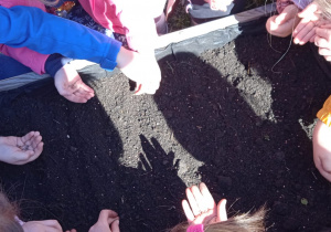 Dzieci sieją nasionka do doniczek ogrodowych