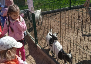 Dzieci oglądają zwierzęta