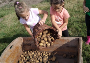 zbieramy ziemniaki