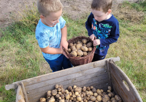 Oliwier i Marcel zbierają ziemniaki