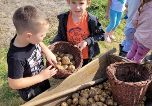 "Plastusie" zbierają ziemniaki