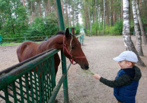 Chłopiec karmi konia