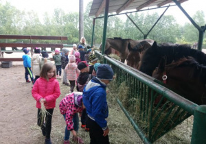 Dzieci oglądają konie