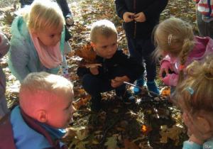 Przedszkolaki zbierają liście
