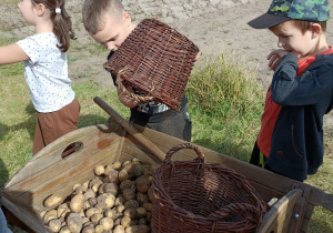 Zbieramy ziemniaki