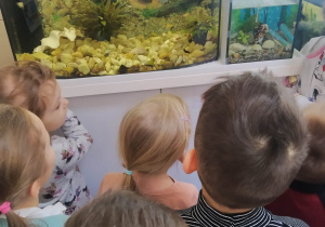 Oglądamy akwarium